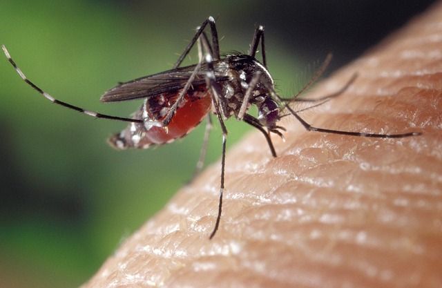 Dengue. Tres casos autóctonos confirmados en España